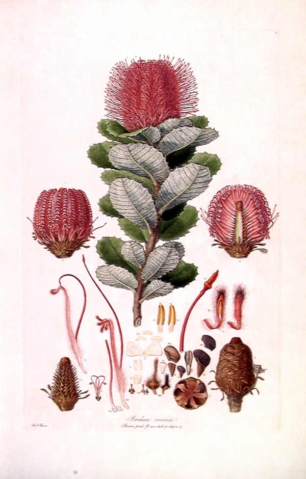 Banksia coccinea, plate by Ferdinand Bauer